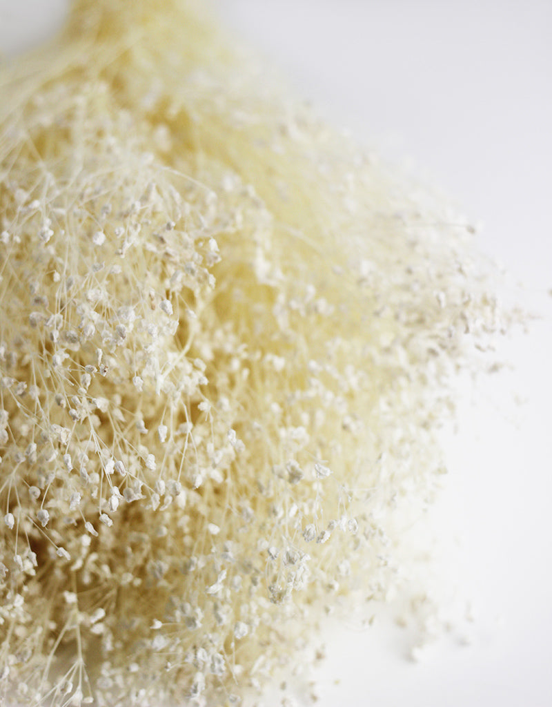 dried gypsophila bouquet