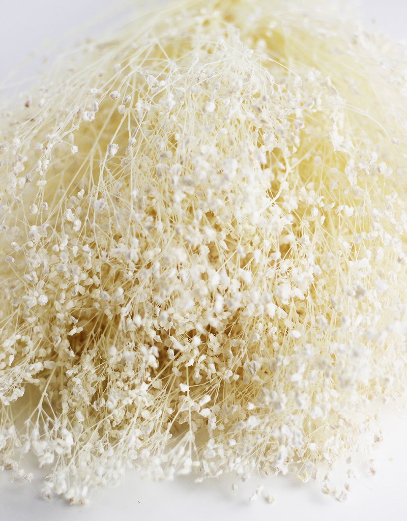 dried gypsophila flowers