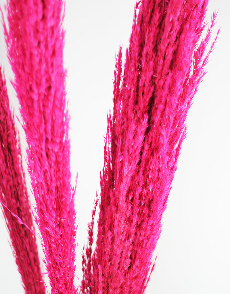 Tall Pampas Stems