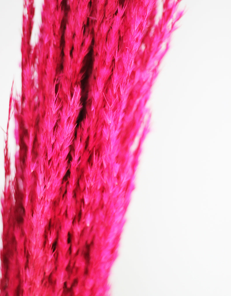 Pink Pampas