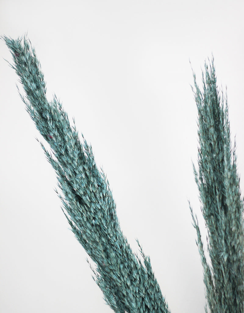 blue pampas grass