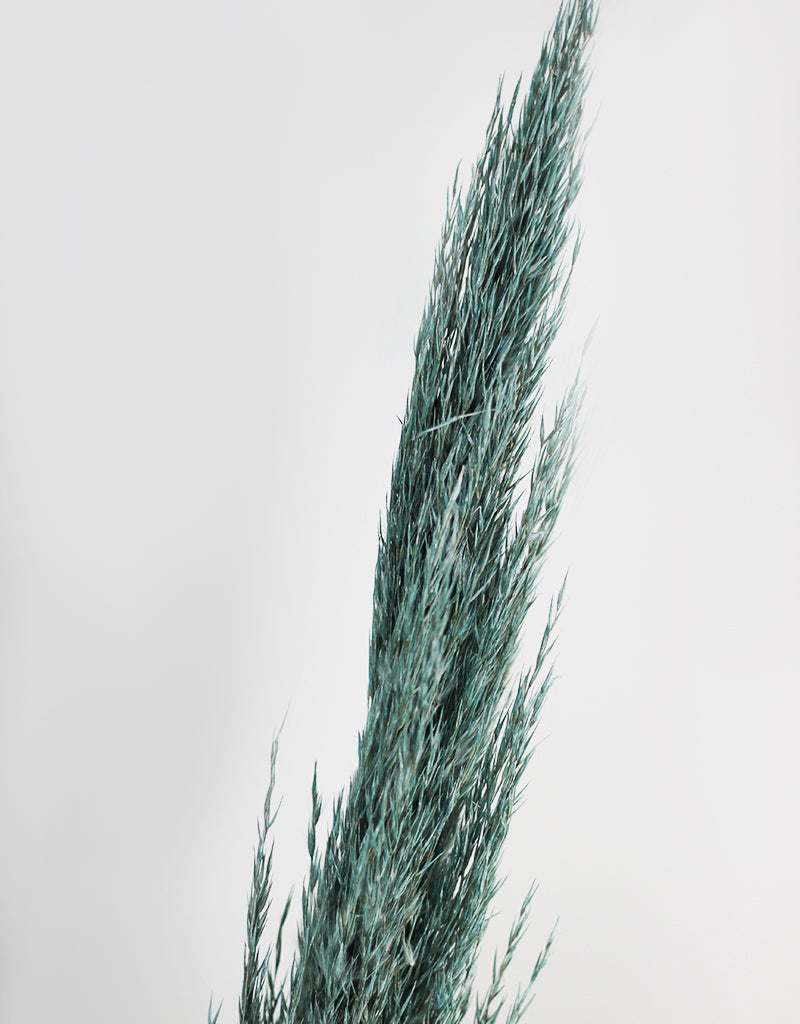 blue pampas grass uk
