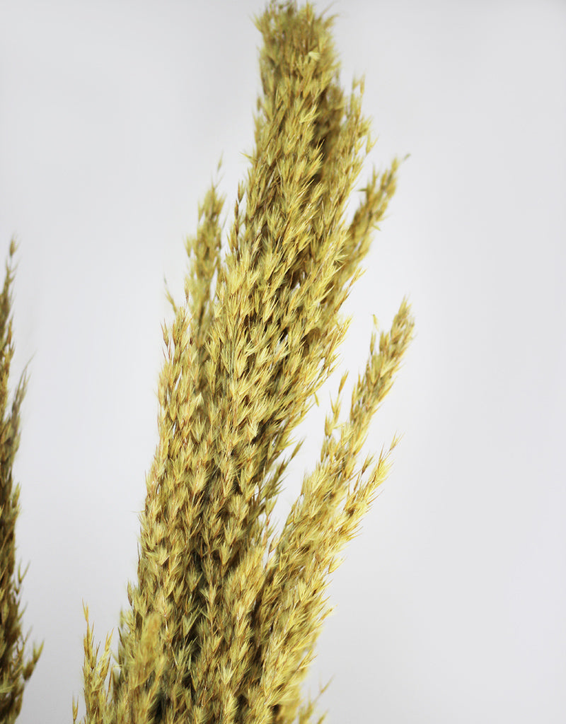 yellow pampas grass decor
