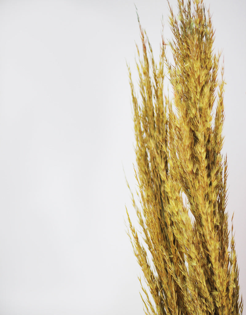 Dried Pampas Grass