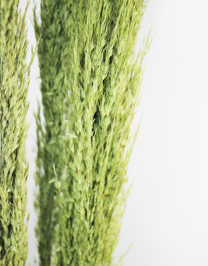 pampas for pampas grass decor