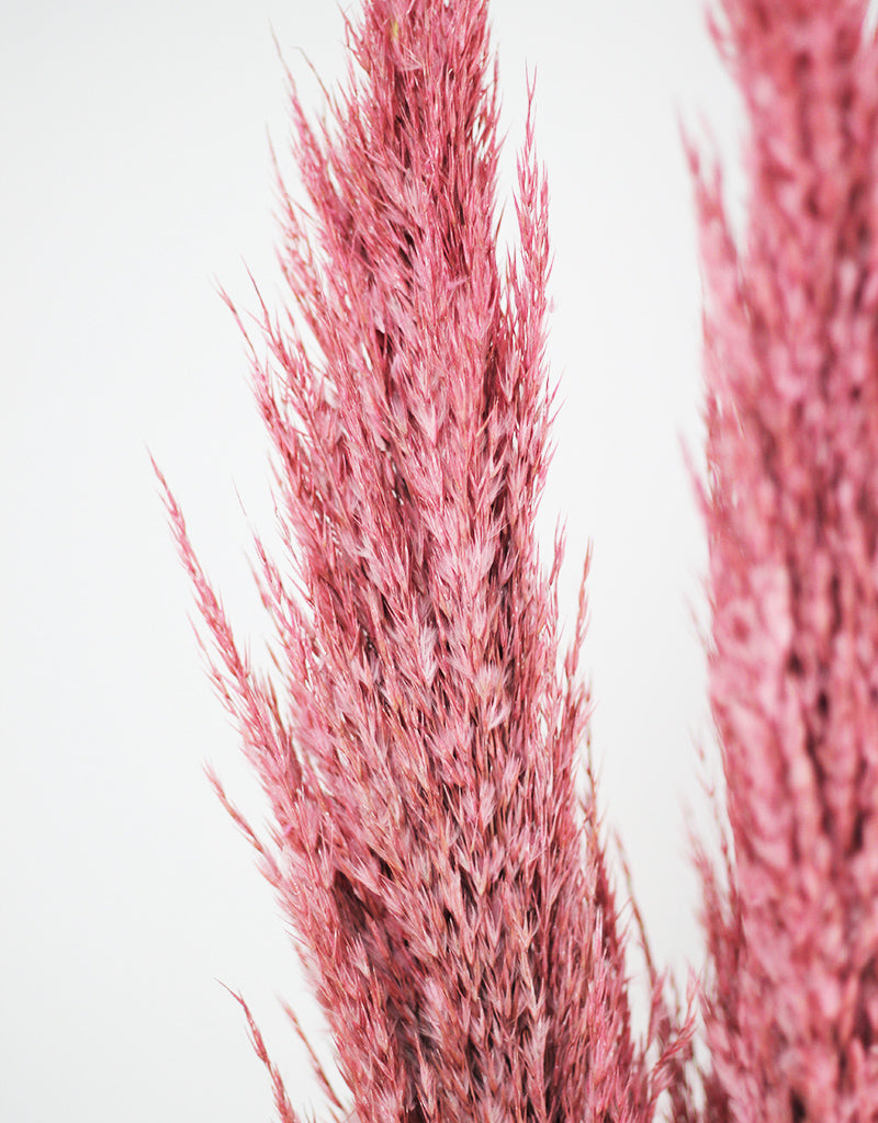 Pastel Pampas Grass