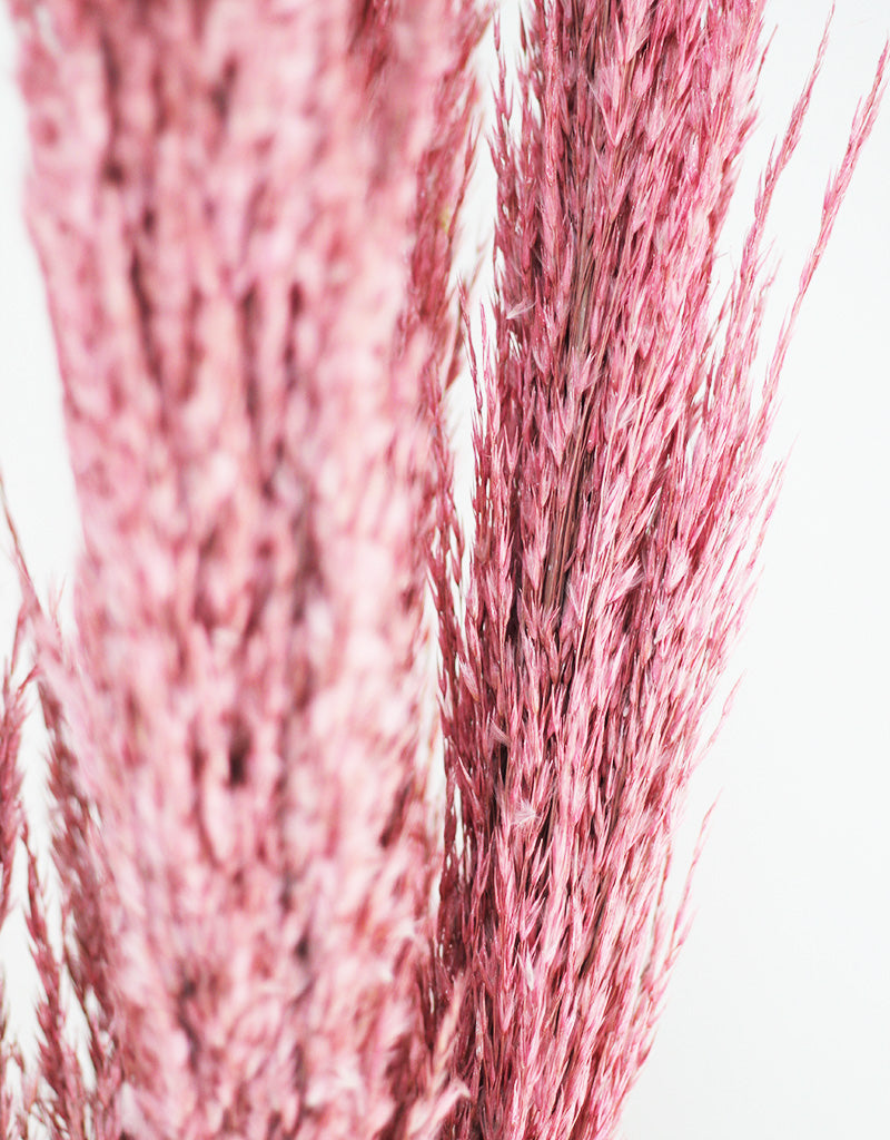 Wholesale Pampas Grass