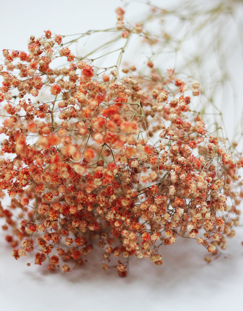 Orange Gypsophila Flowers