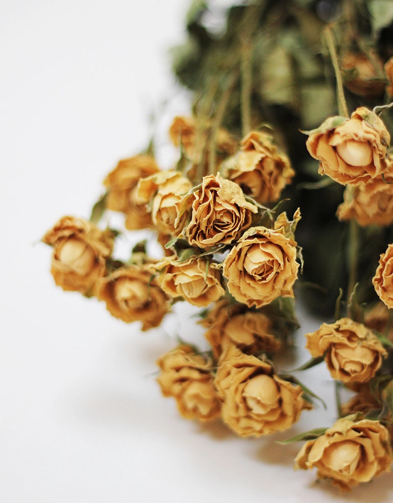 Dried Spray Roses - Cream/Ivory Bunch, 10 Stems, 50 cm