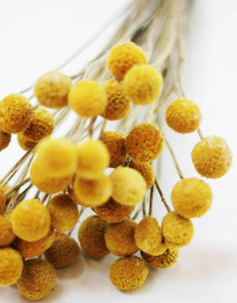 Dried Craspedia - Yellow, 25 stems, 50cm