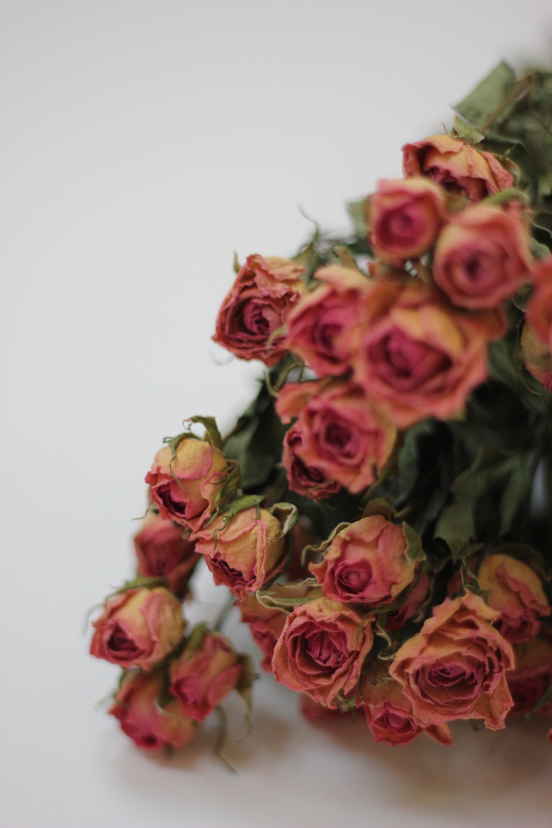 Dried Spray Roses Pink Flowers Bunch - 10 stems, 60cm