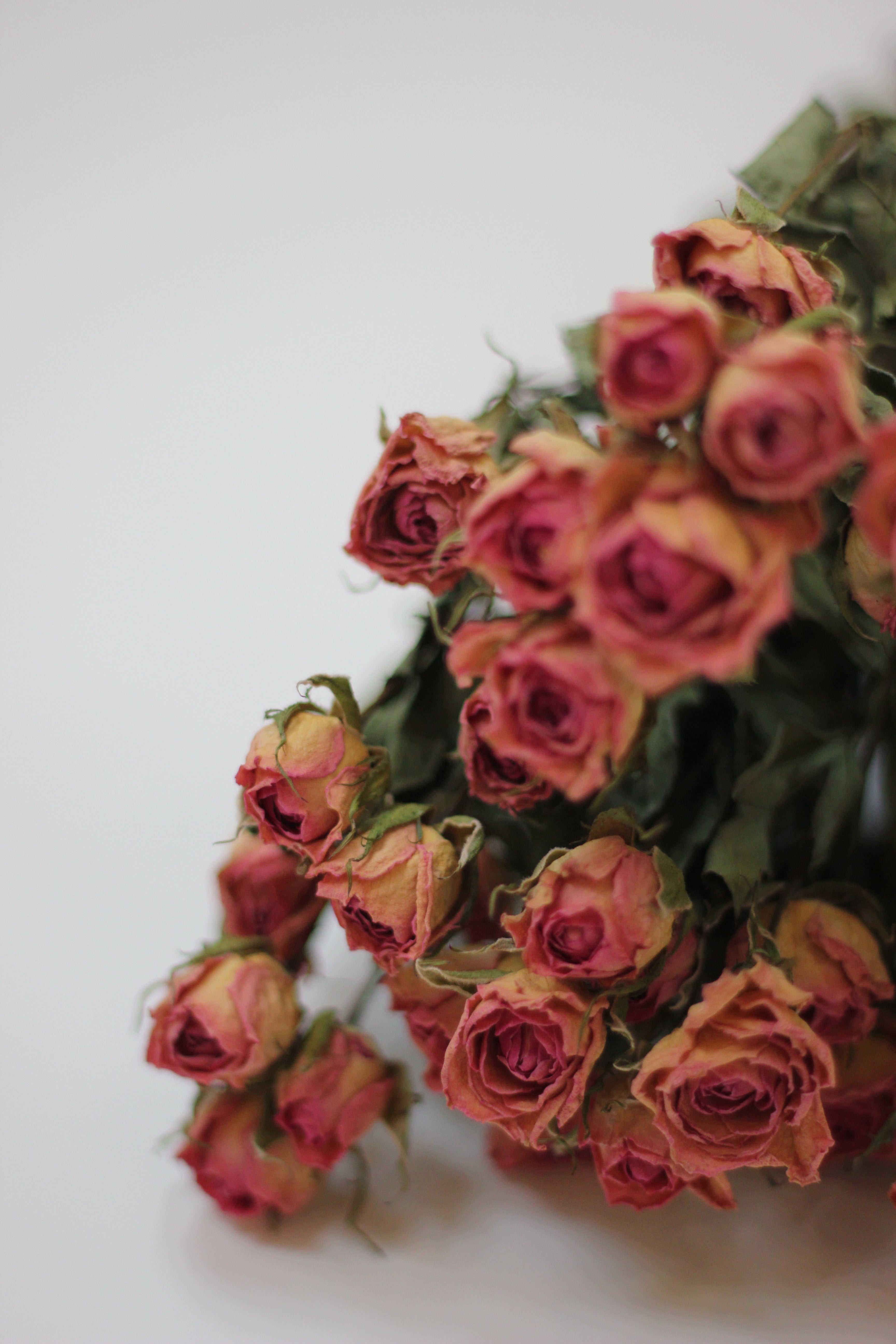 Dried Spray Roses Pink Flowers Bunch - 10 stems, 60cm