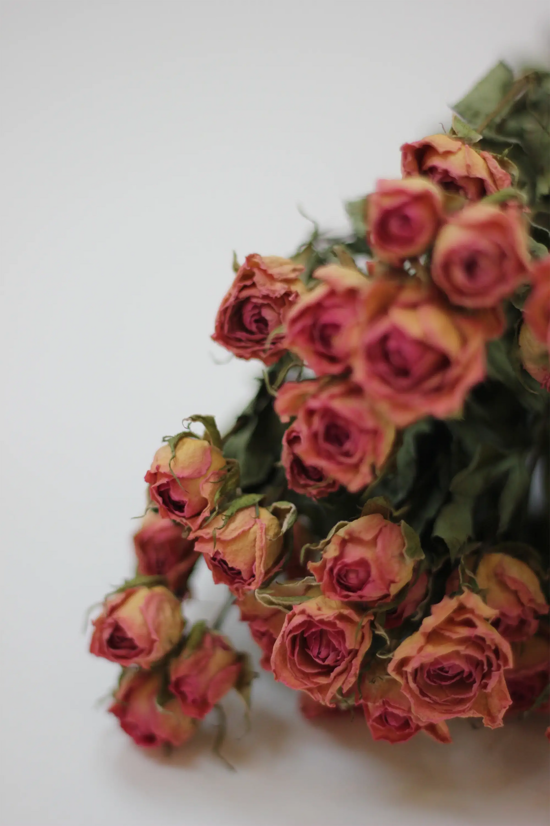 Dried Spray Roses Pink Flowers Bunch - 10 stems, 60cm