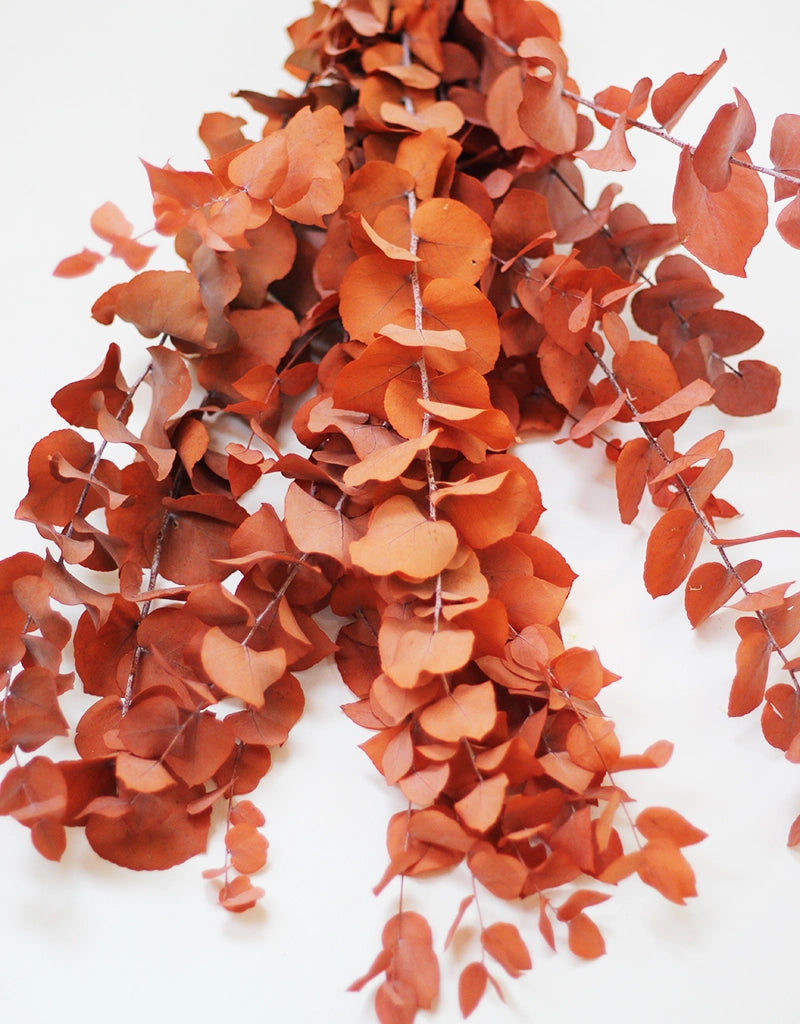 Preserved Stuartiana Eucalyptus bunch - Burnt Orange/ Terracotta, 70cm, 150g
