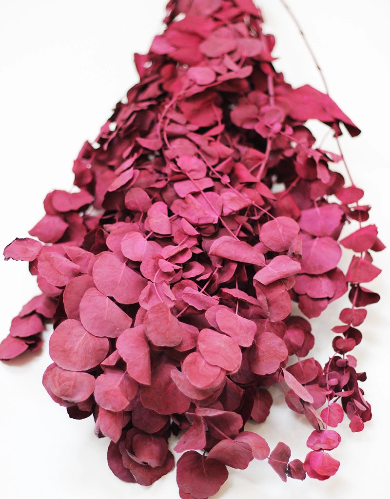 Dried Cinerea bunch - Bordeaux, 70cm