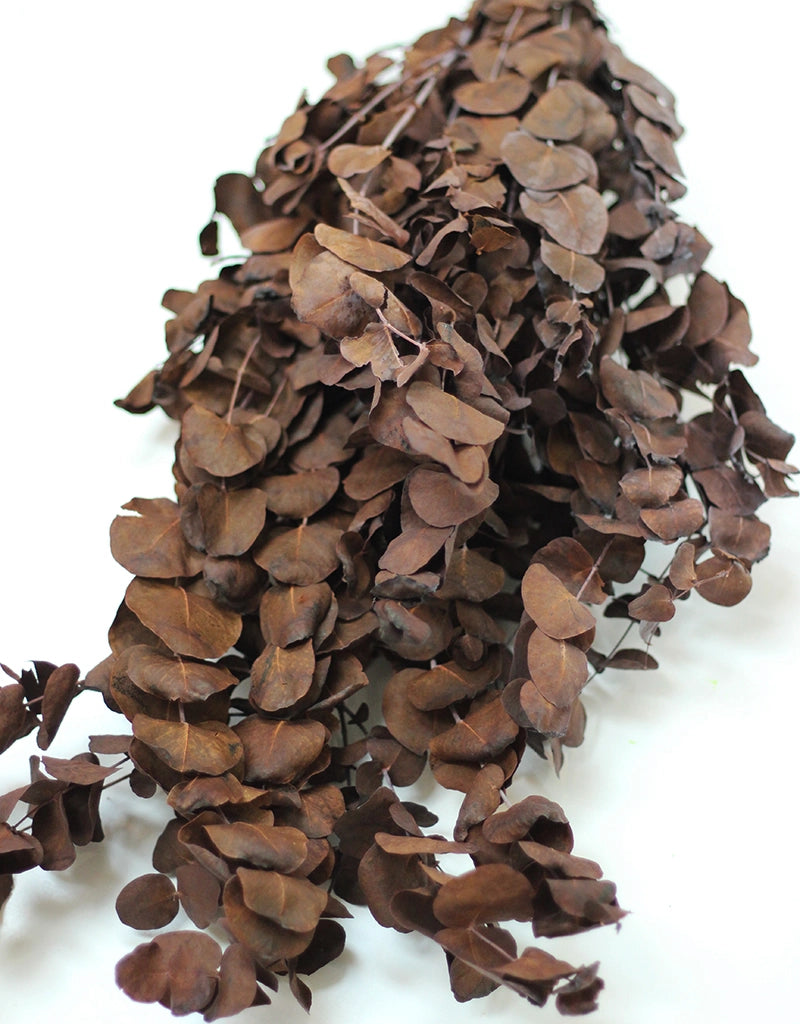 Dried Cinerea bunch - Brown, 70cm