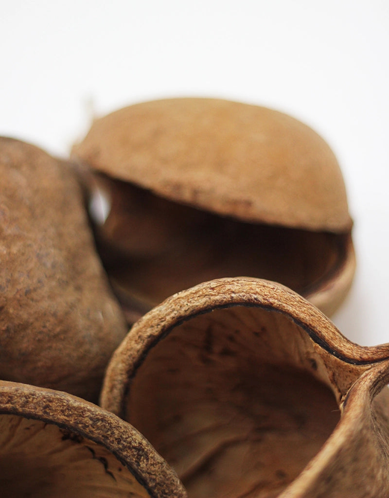 Dried Buddah Nuts XL - Natural, x4