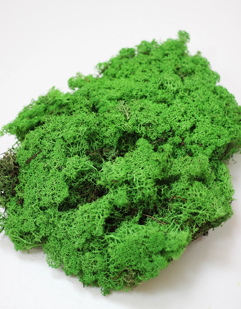 Preserved Moss - Shamrock Green, 500g