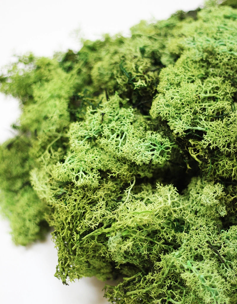 Preserved Moss - Apple Green, 500g