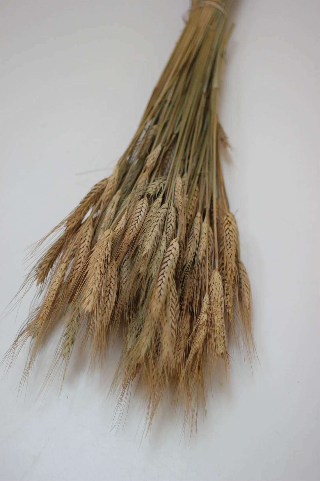 Dried Hordeum (Barley) - Natural Bunch, 60 cm,