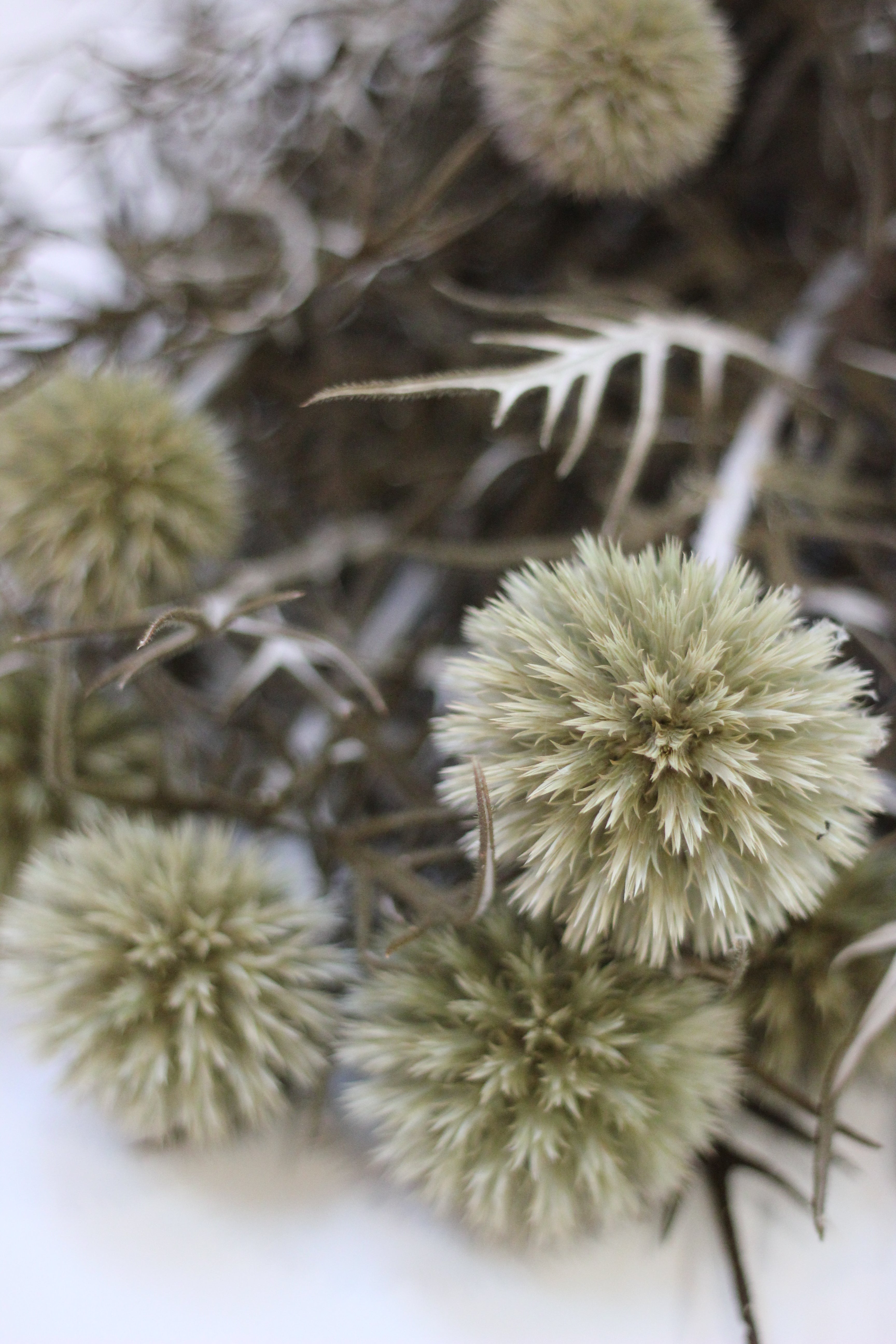 Preserved Flowers – Echinops Green Natural 70cm