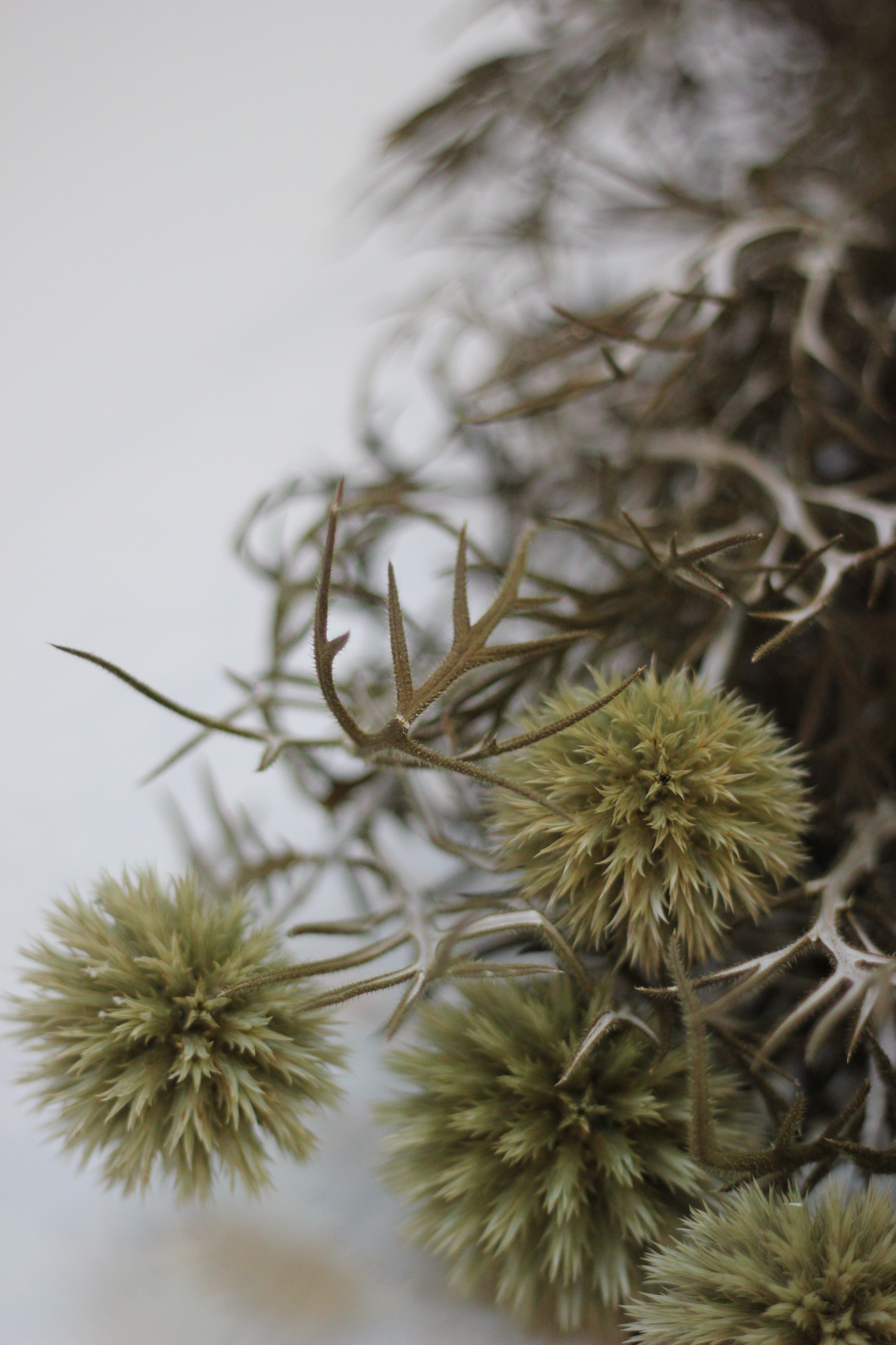 Preserved Echinops - Green/Natural 70cm