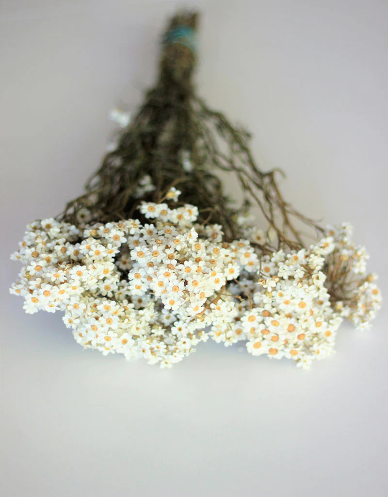 White Dried Ixodia Flowers 