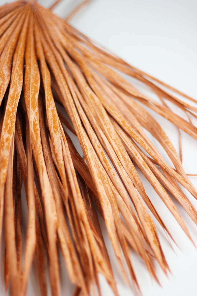 palm leaf