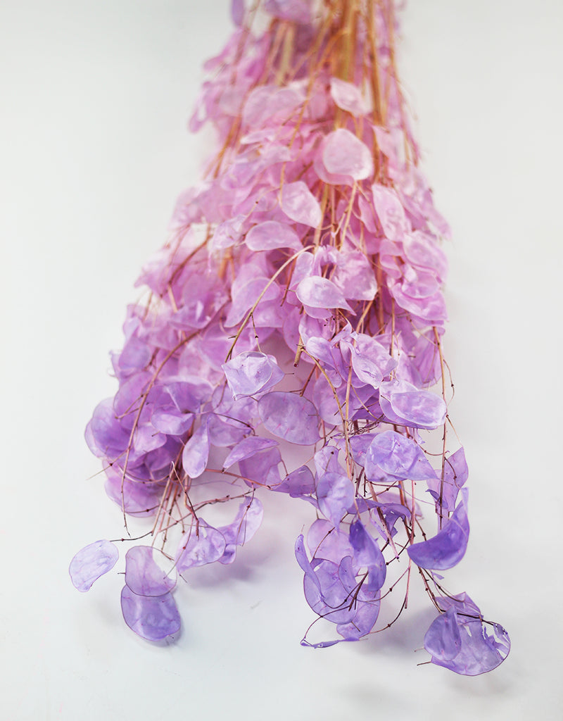 Dried Lunaria bunch - Purple Ombre, 70cm