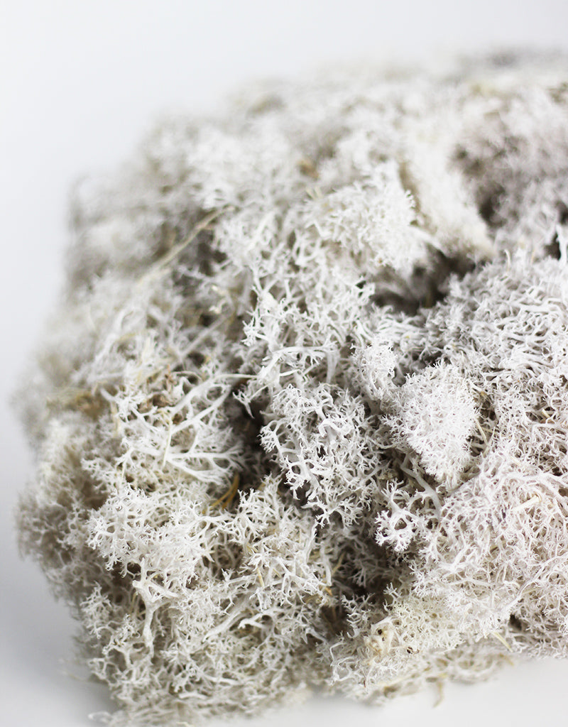 Moss