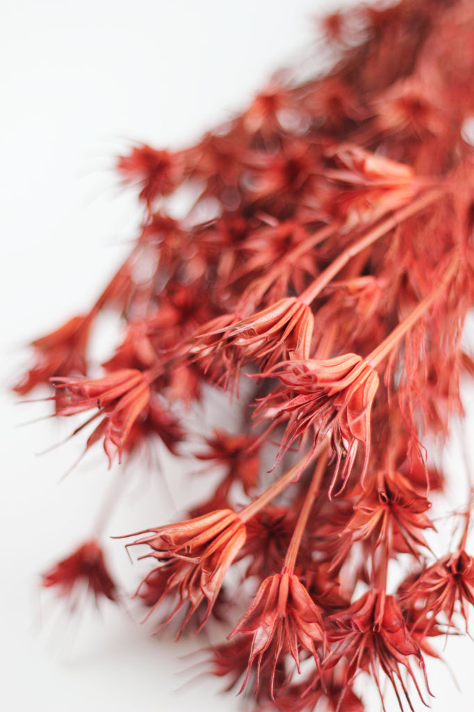 Dried Nigella Orientalis