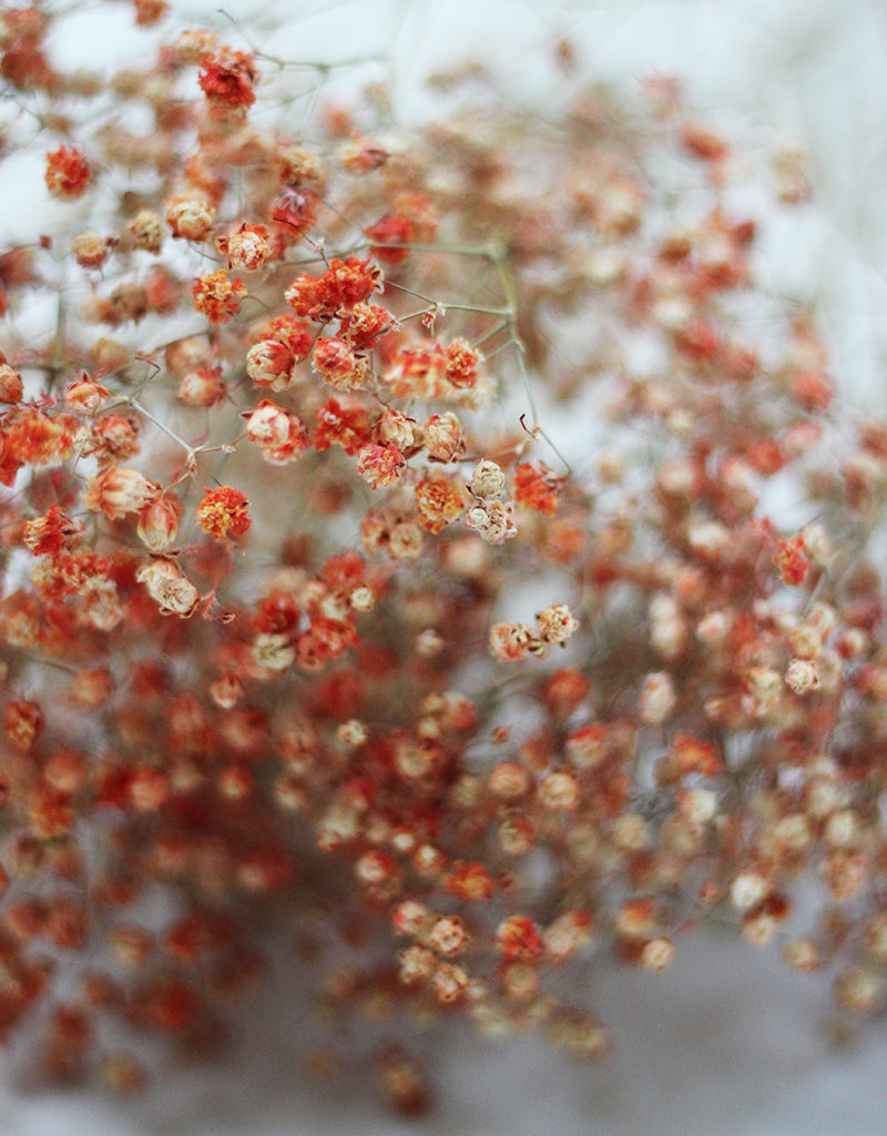 Orange Gypsophila