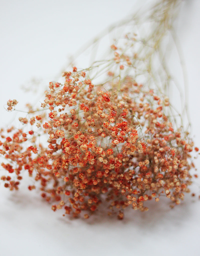 Orange Gypsophila Flowers
