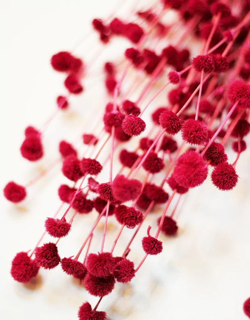 Wholesale
Big Mars Dried Flowers bunch