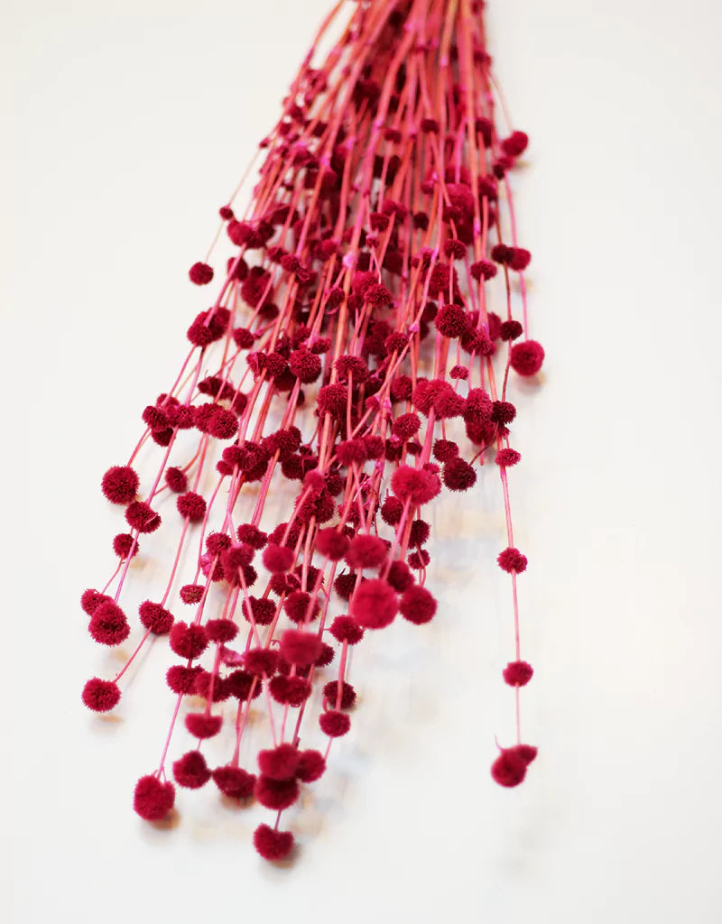 Wholesale Pink Big Mars Dried Flowers bunch