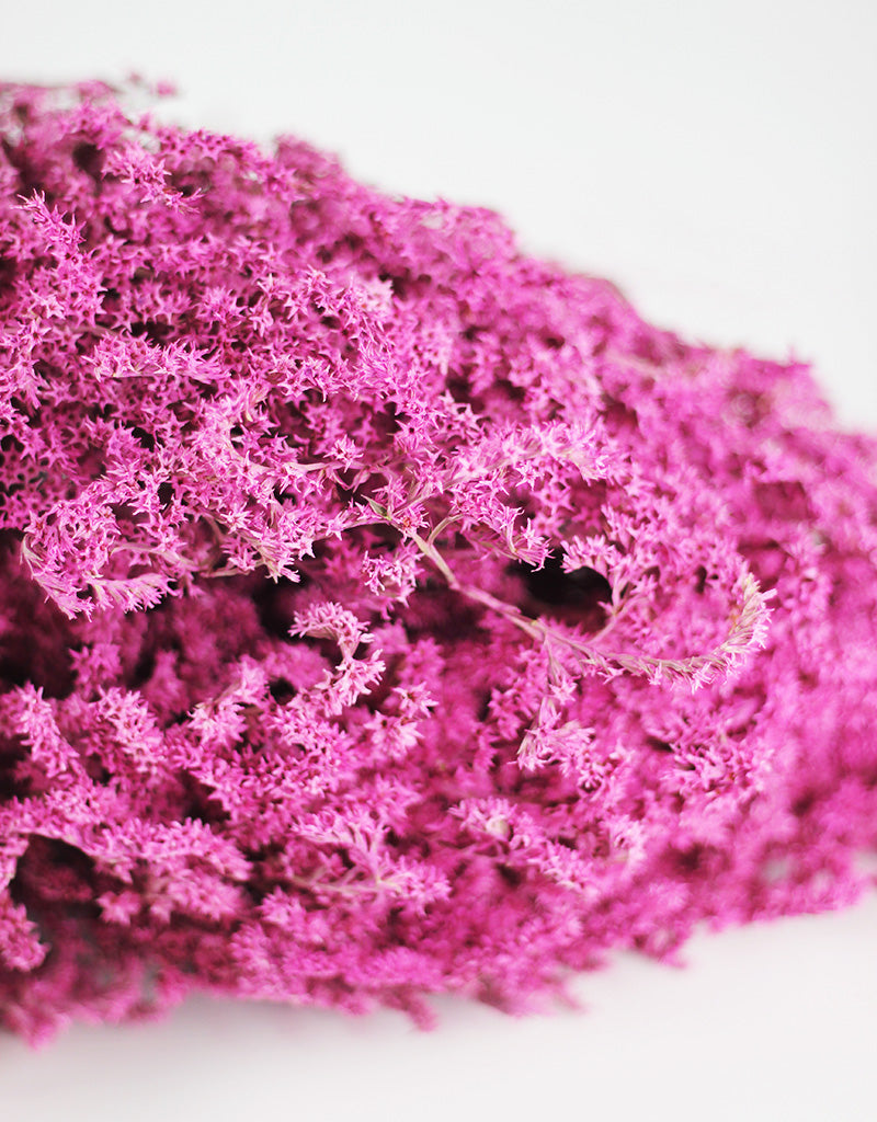 Dried Statice Tatarica Dumosa Cerise Pink Flower Bunch - 100 grams, 25-30cm