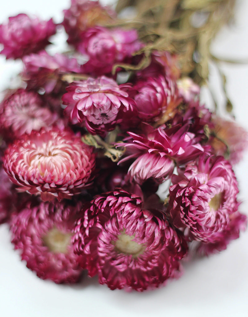 pink flowers