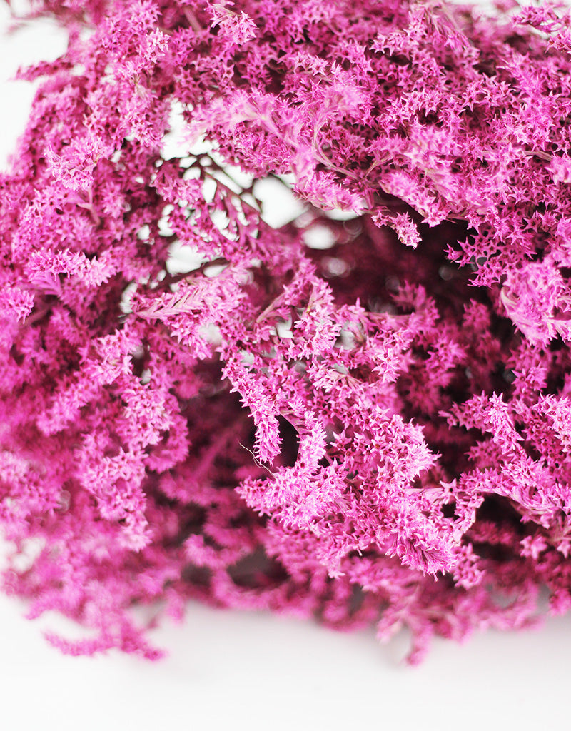 Dried Statice Tatarica Dumosa Cerise Pink Flower Bunch - 100 grams, 25-30cm