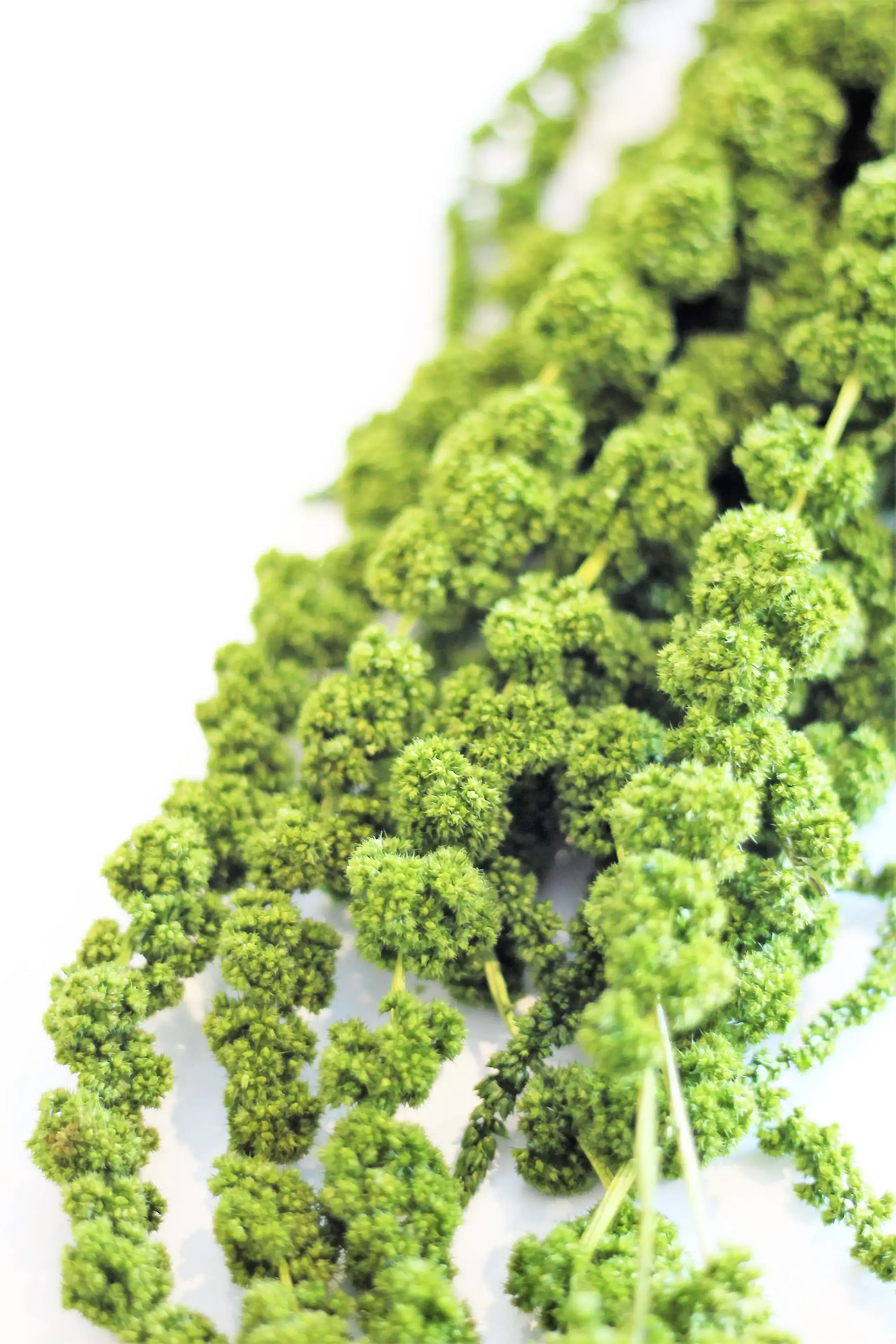Preserved Amaranthus Caudatus - Moss Green Trailing Bunch, 70 cm, 150 grams