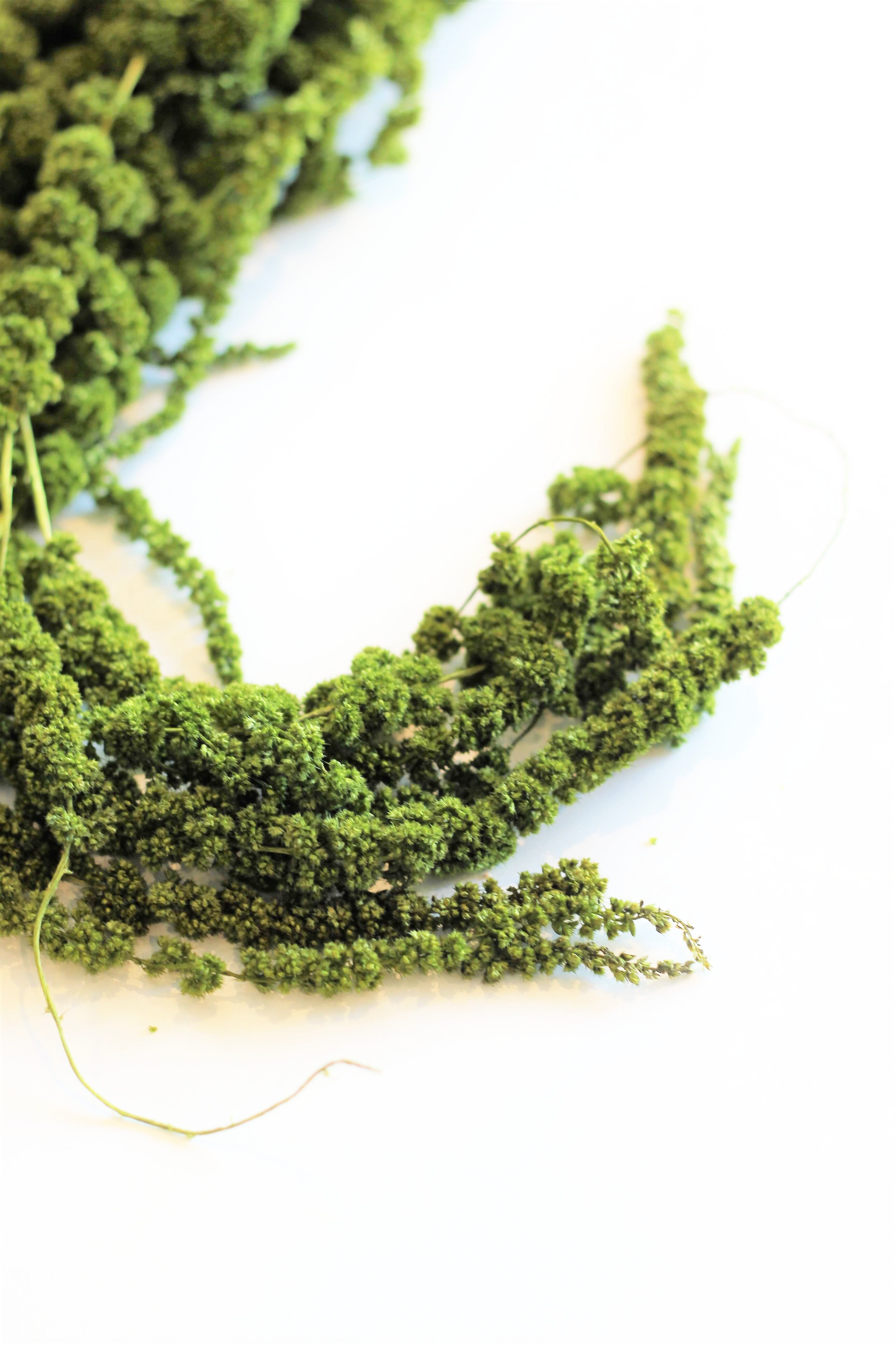 Hanging Preserved Amaranthus