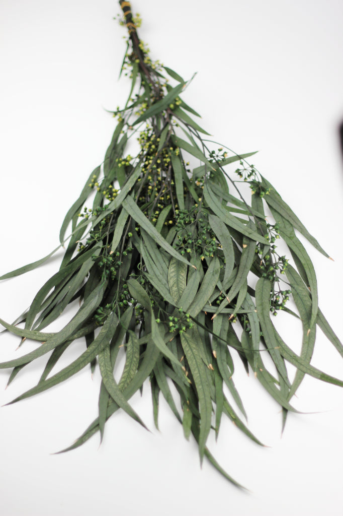 eucalyptus dried flowers