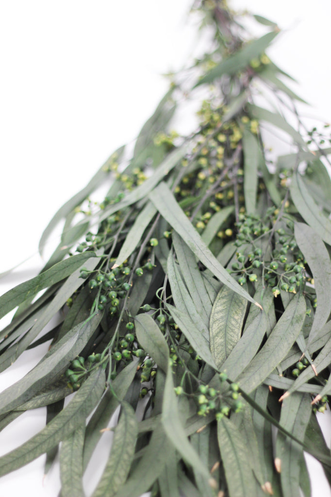 dried eucalyptus leaves