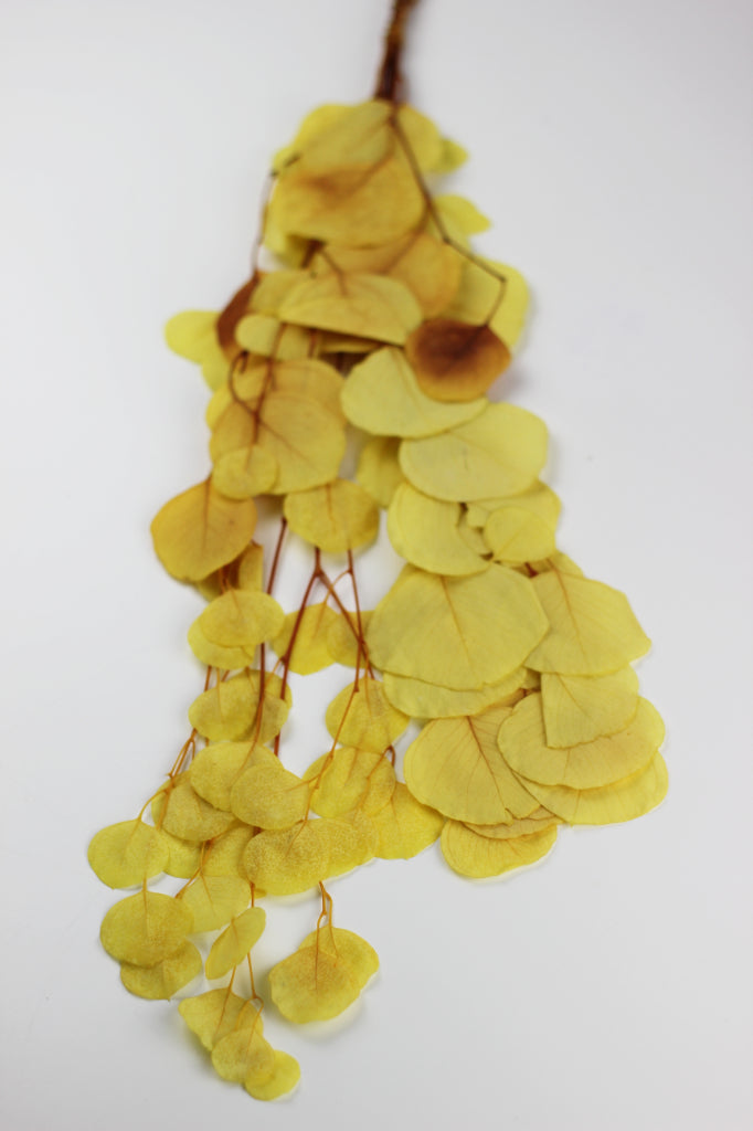 Preserved Eucalyptus Populus Bunch