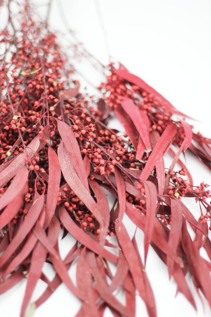 Preserved Eucalyptus Nicoli Stems