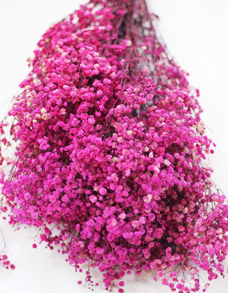 Preserved Gypsophila wholesale