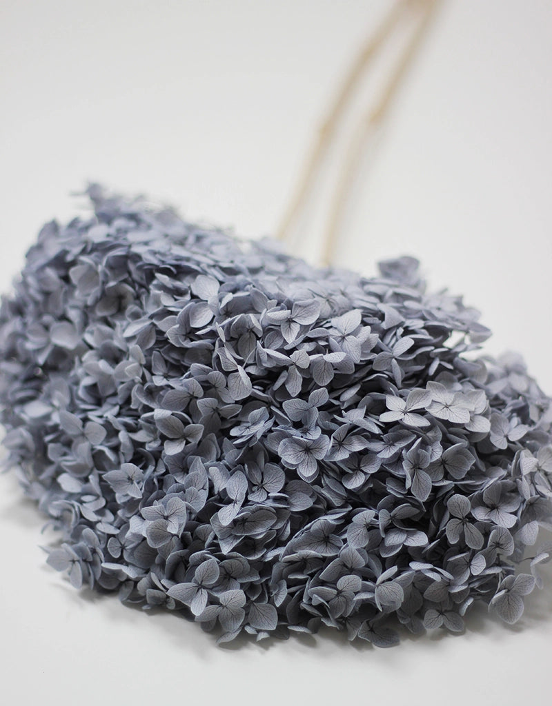 Preserved Hydrangea