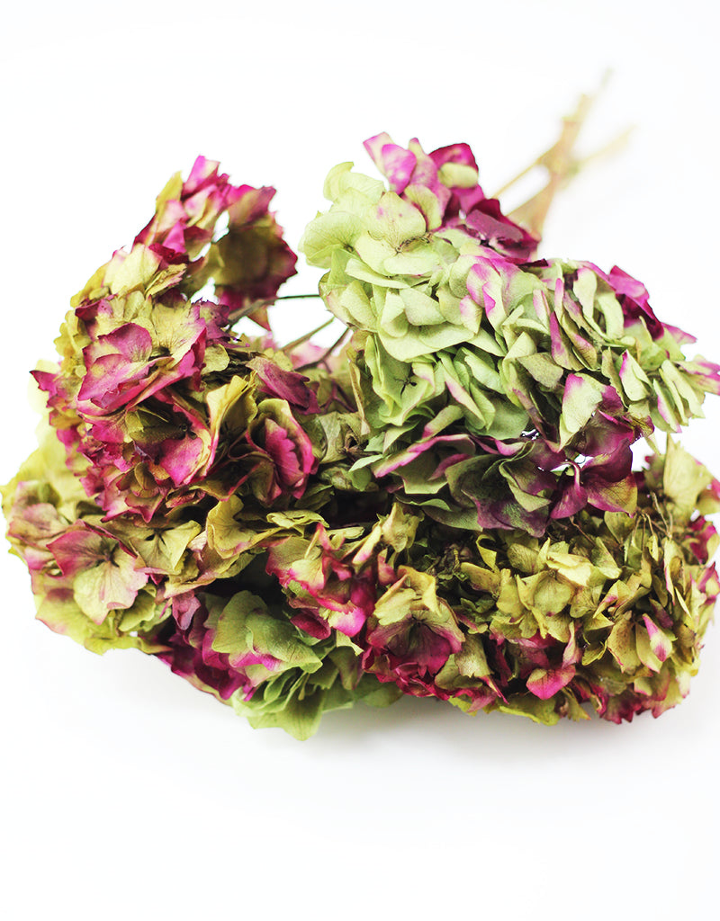 Preserved Hydrangea