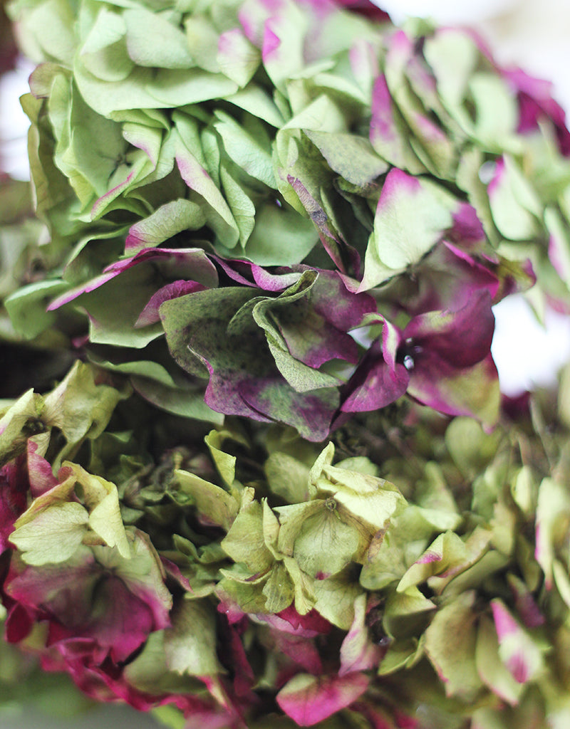 Preserved Hydrangea
