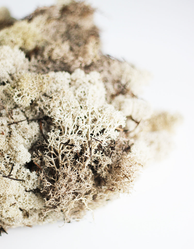Reindeer Moss