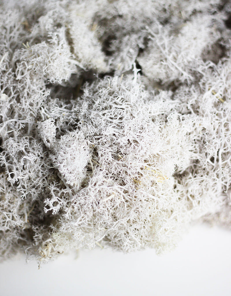 Musgo Finlandes Moss